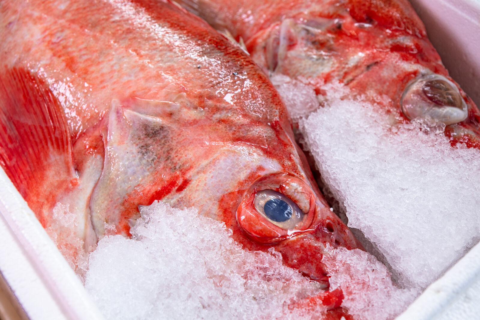 Fischköpfe auf Eis, Nahaufnahme