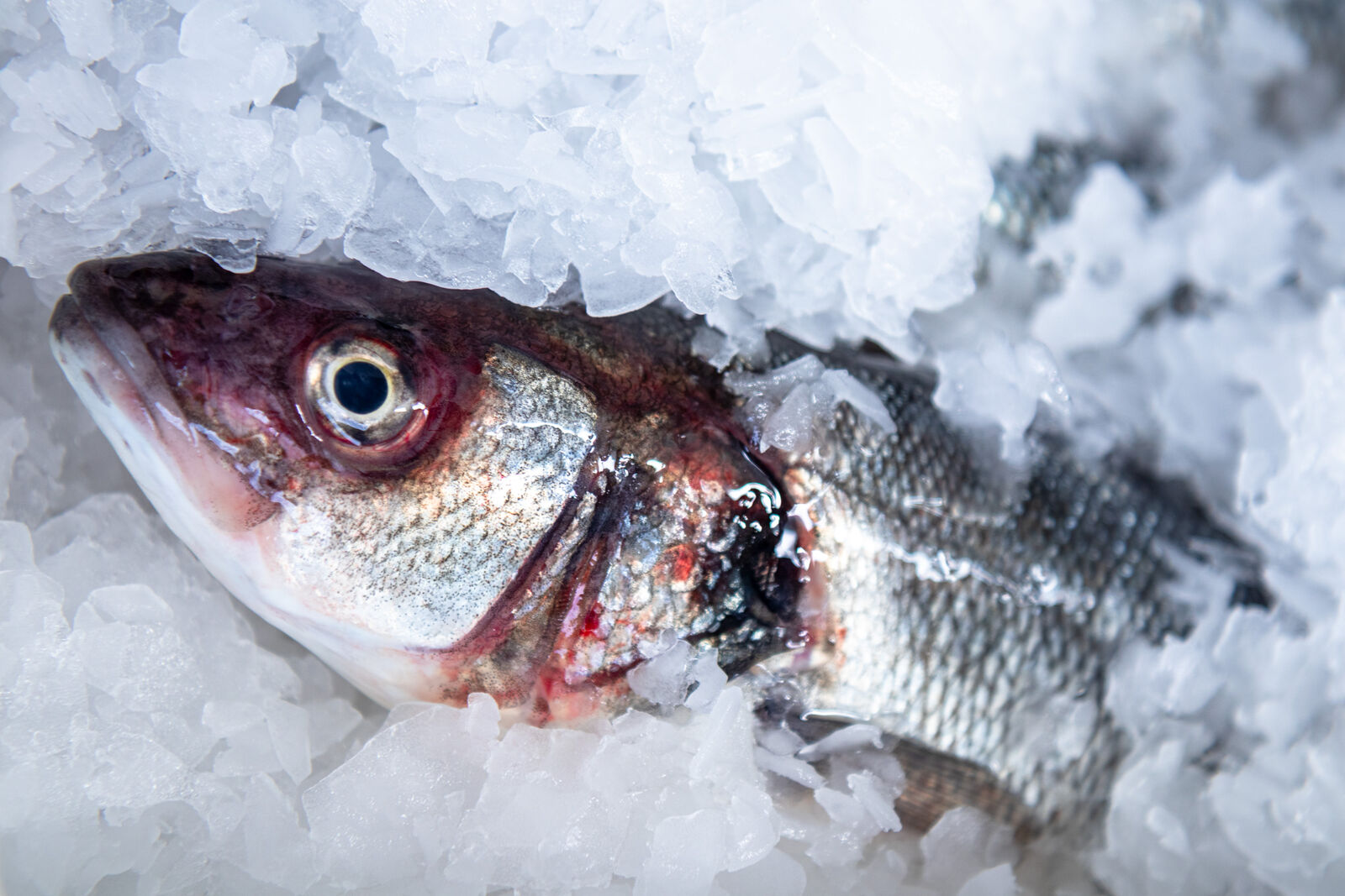 Fischkopf auf Eis, Nahaufnahme
