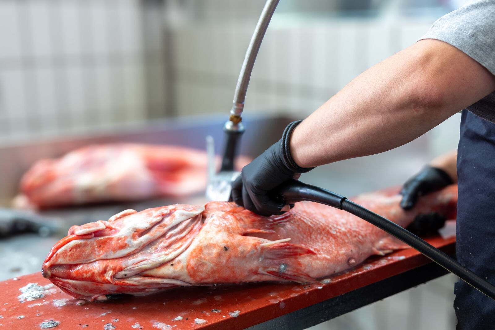 Mitarbeiter reinigt einen frischen Fisch mit dem Wasserschlauch