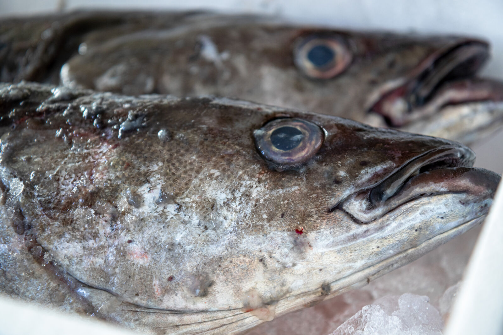Fischkopf auf Eis, Nahaufnahme