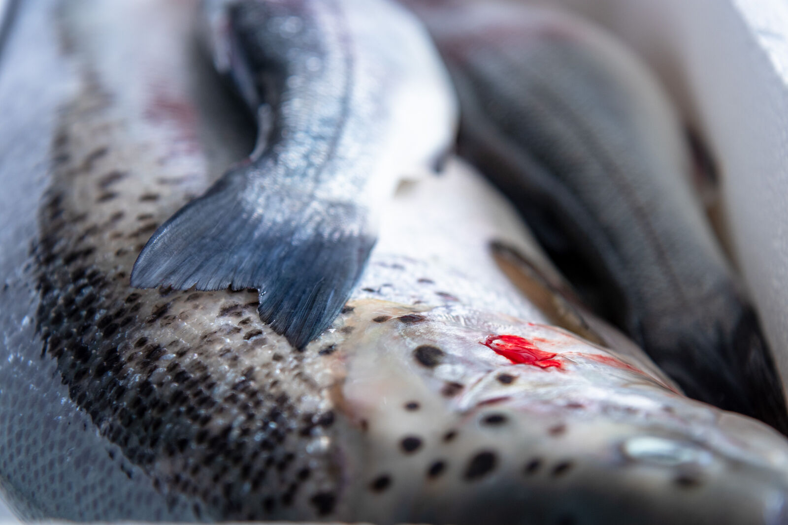 Fischschwanz auf Eis