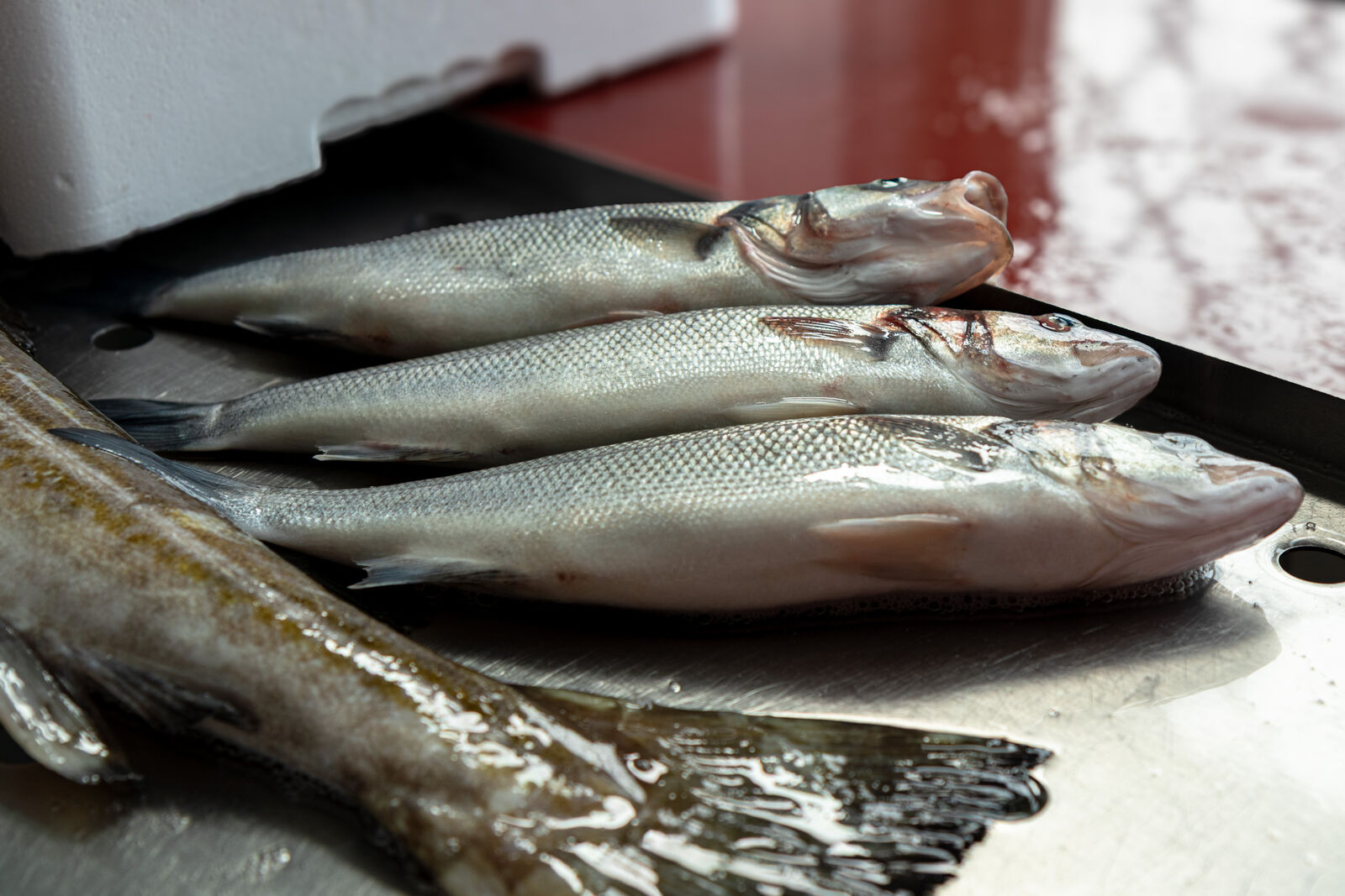 Drei frische Fische nebeneinander