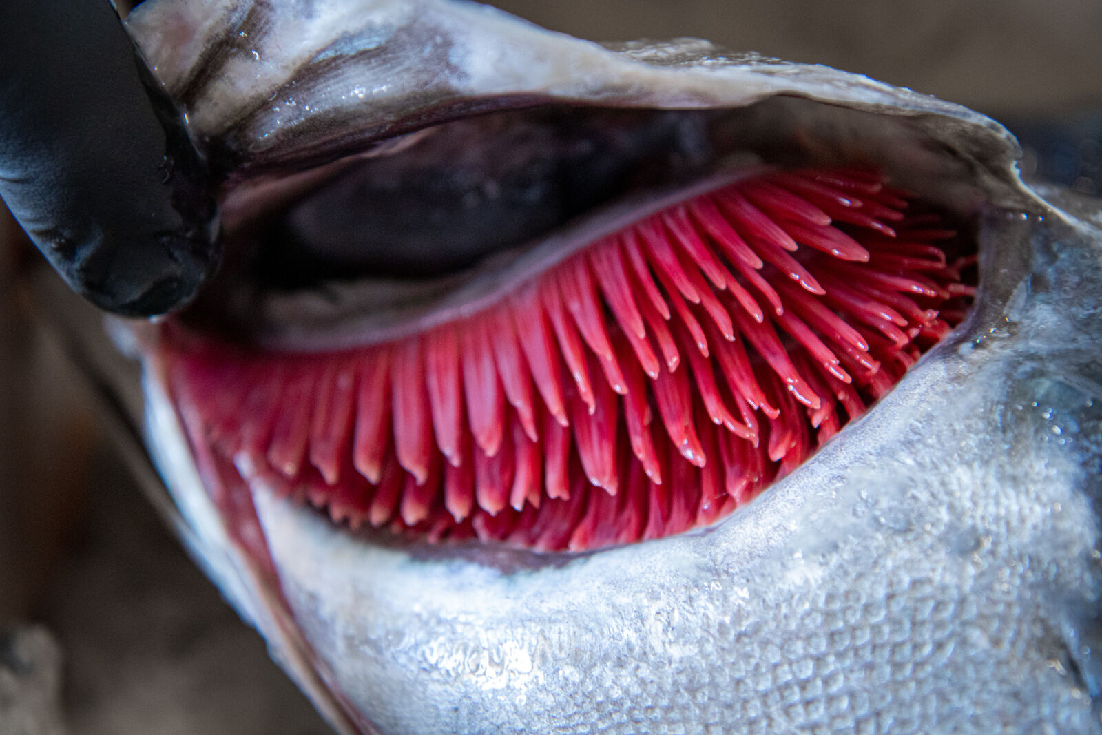 Nahaufnahme der roten Kiemen eines Fisches